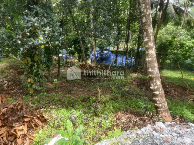 Residential plot for sale at Kodenchery Kozhikode