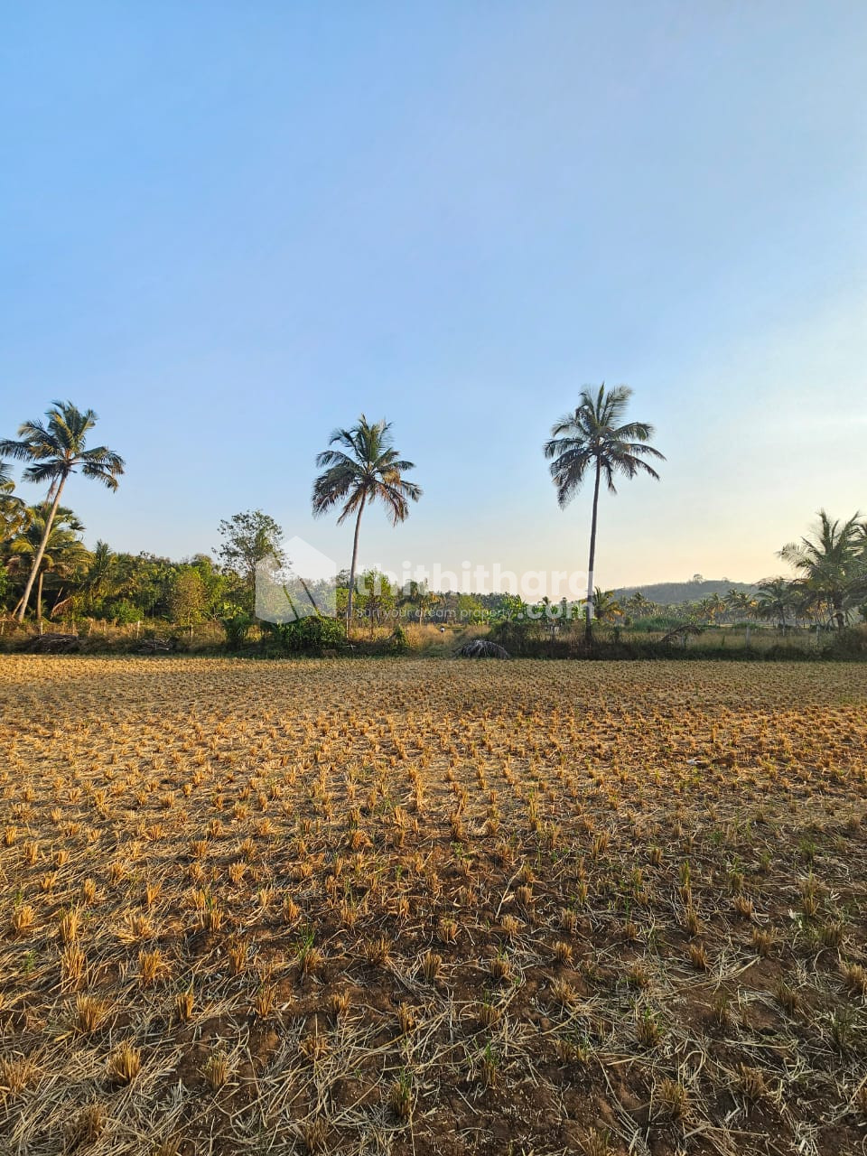 Agricultural land for sale at Alathur Palakkad 