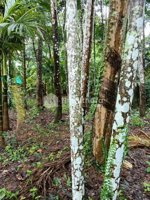 Residential Land For Sale In Kelakam Kannur