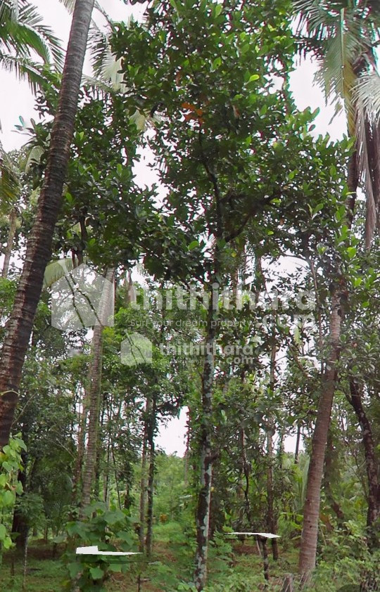 Residential land for sale at Pattambi Palakkad 