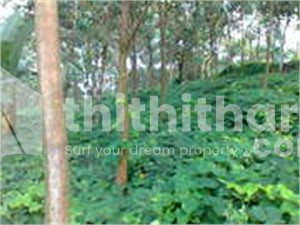 Plot for sale at Thamarasseri, Kozhikode
