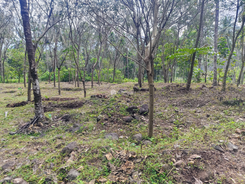 Residential land for sale at Thaliparamba Kannur