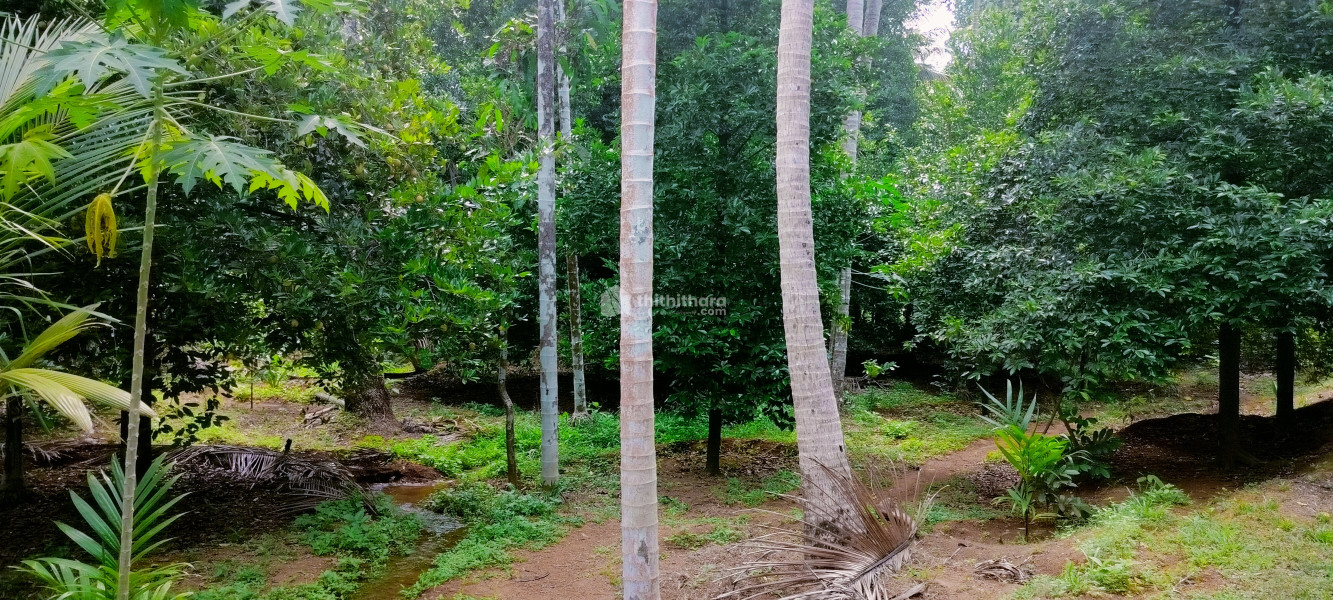 13 cent land for sale at Pariyaram, Chalakkudi