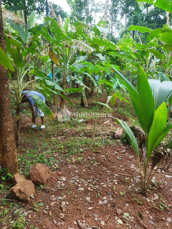 Residential Land  For Sale In Anjarakandy Kannur