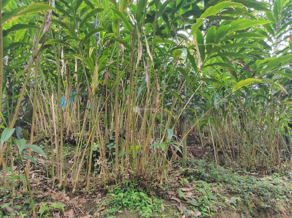 House and land for sale at Thankamany, Udumbanchola