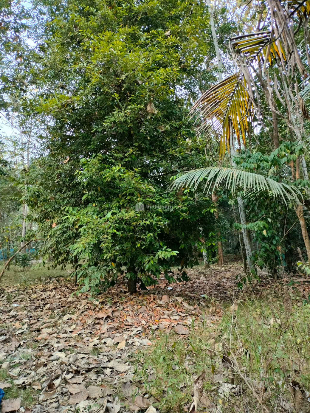 Residential Land for Sale in Cherthala Alappuzha