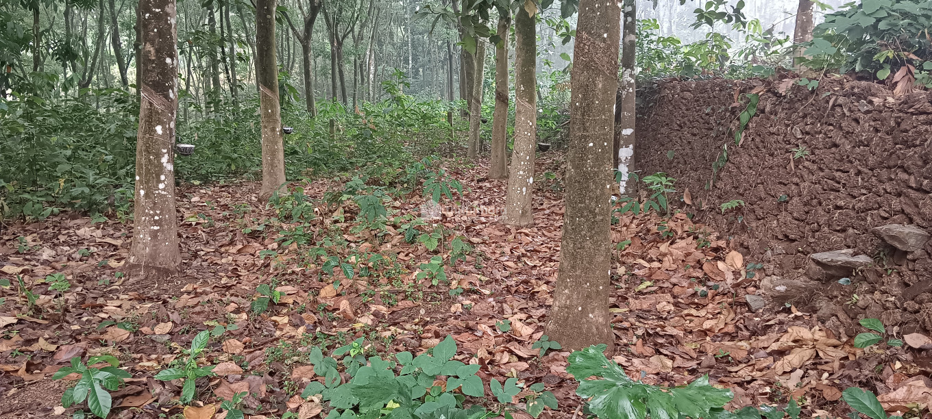 Residential Land For Sale in Manarcad Kottayam 