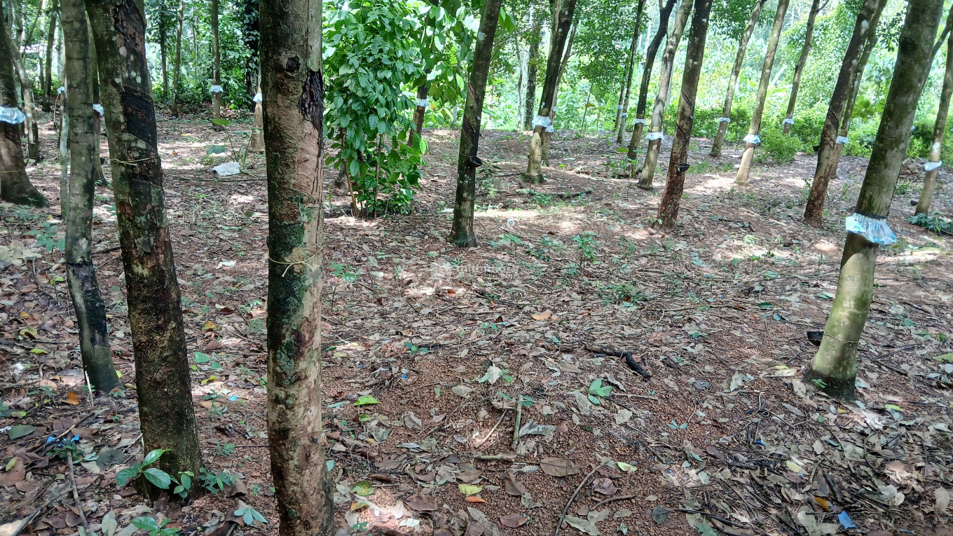 Residential Land for sale at Kanjiramattam Ernakulam