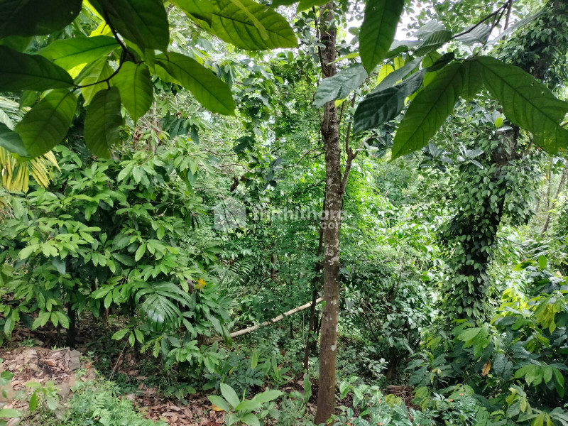 Commercial Plots for sale at Koorachundu Kozhikode 