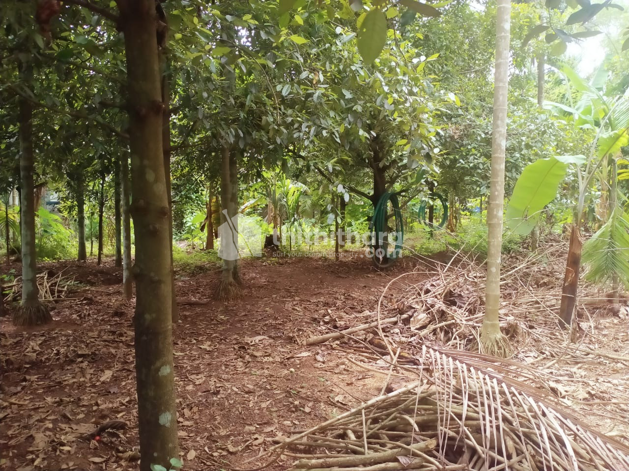 Residential Land For Sale Chengaloor Thrissur