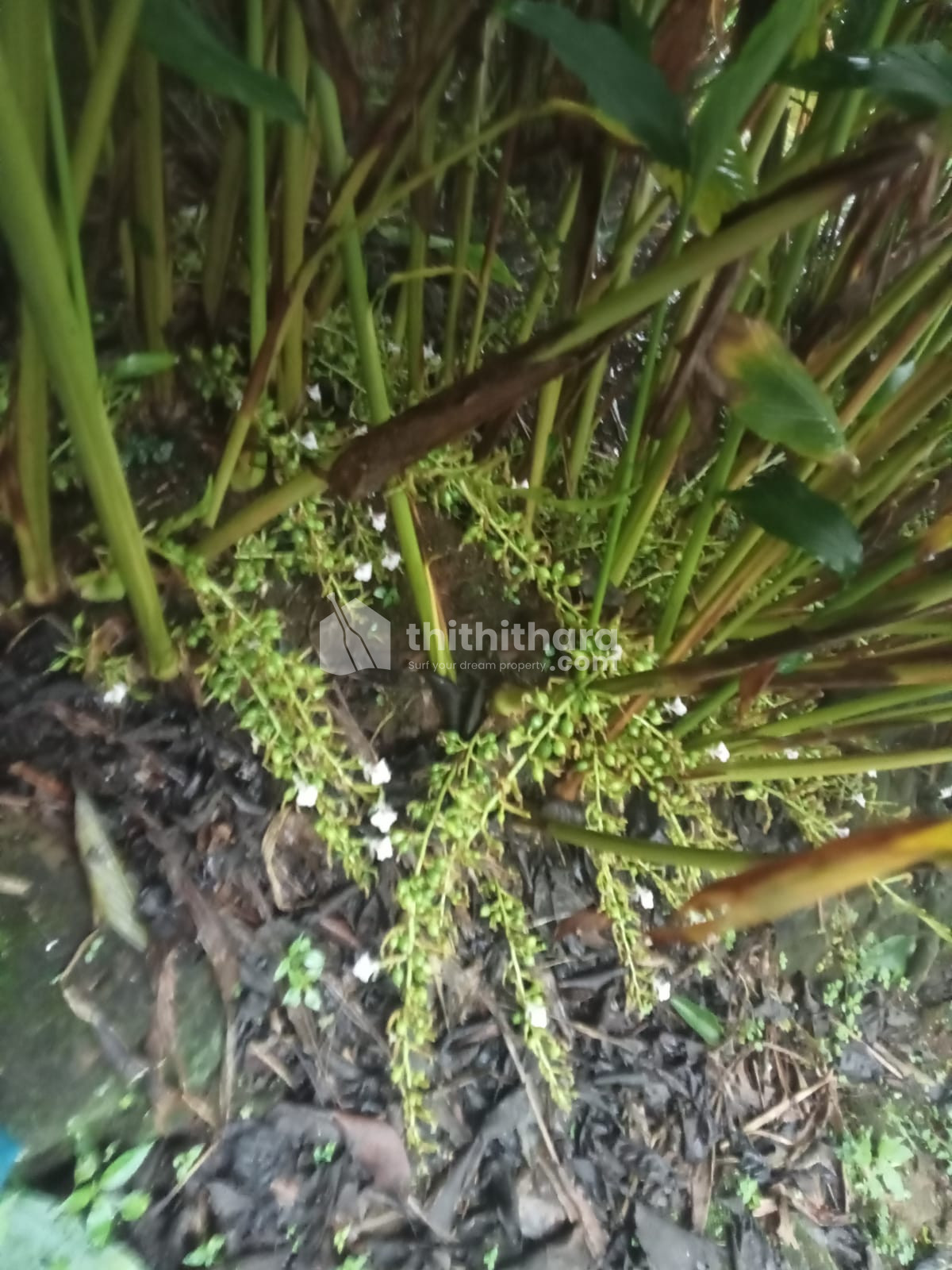 Agricultural Land for sale at Pullumedu Idukki