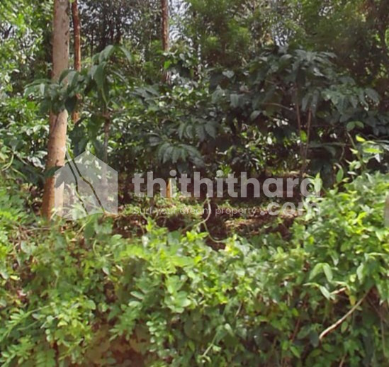 Residential land for sale at meenangadi Wayanad
