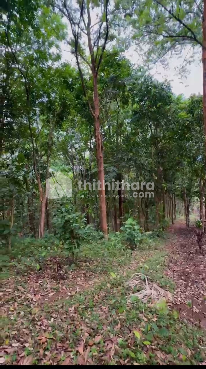 Residential Land For Sale In Padinjarathara Wayanad