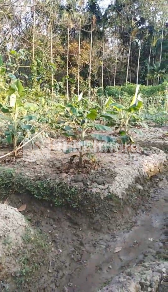 Agricultural Land for sale at Adoor Pathanamthitta