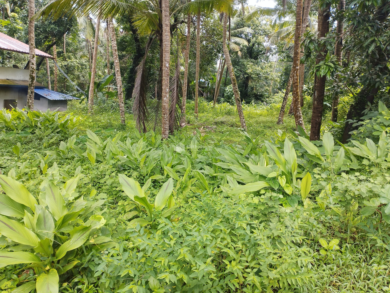 Residential Land For Sale At Vadakara Kozhikode 
