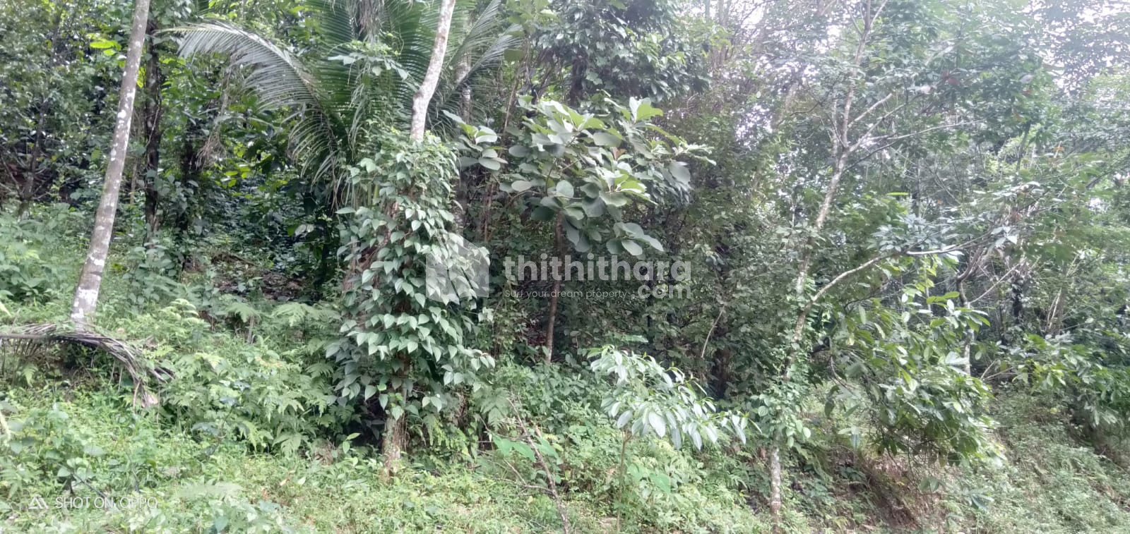 Commercial Plots for sale at Kanjikuzhi Idukki