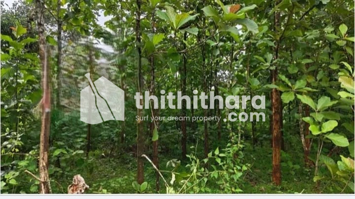 Residential Land available for Sale in Sulthanbathery Wayanad