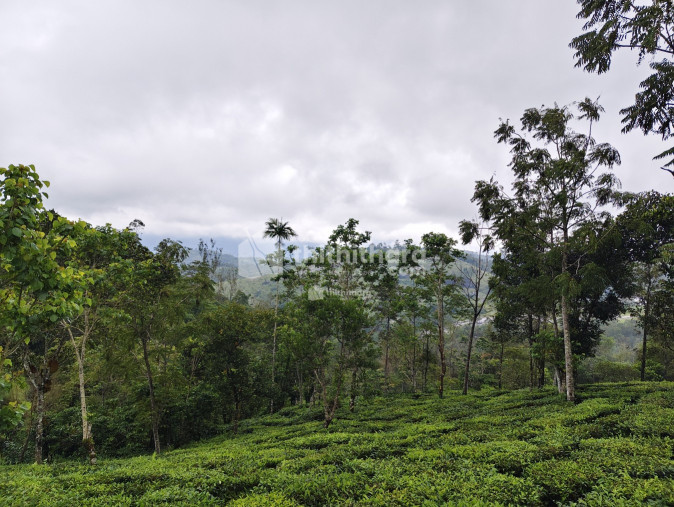 Commercial Plots for sale at Vagamon Idukki