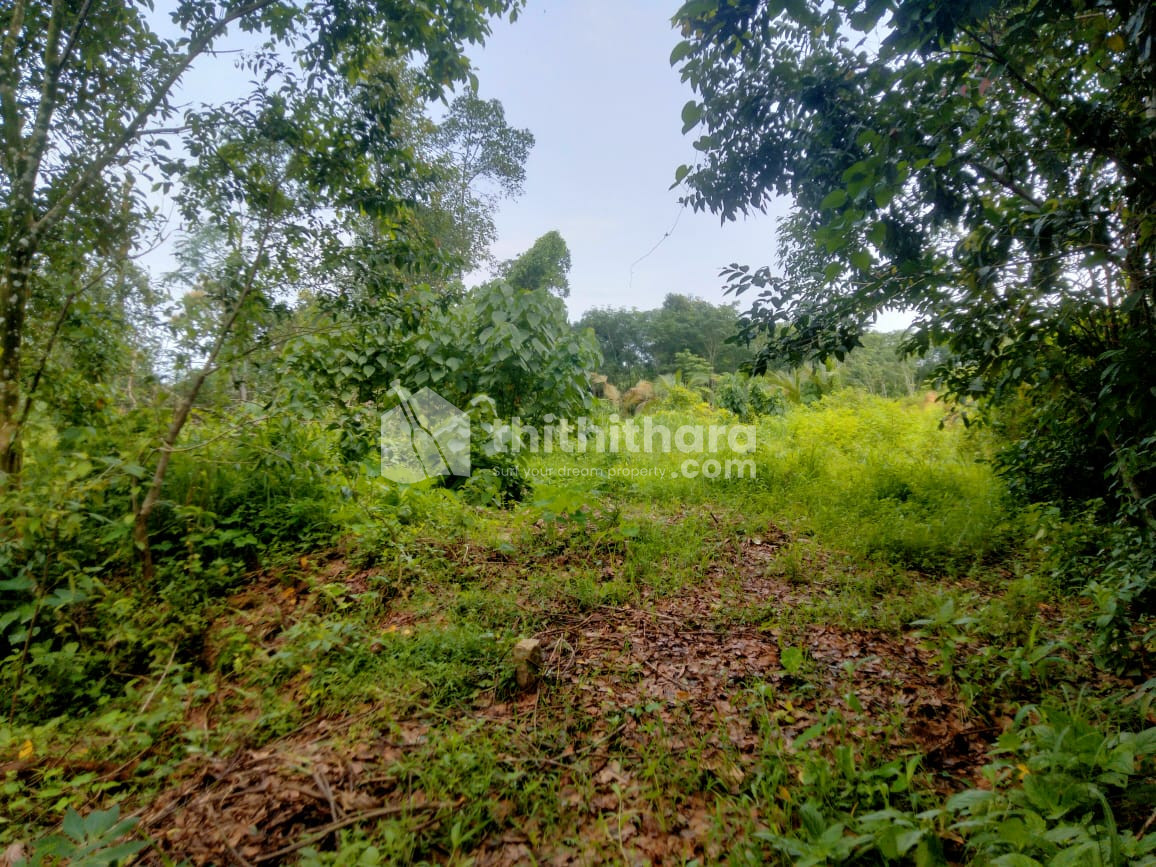 Residential Land available for Sale in Chottanikkara Ernakulam