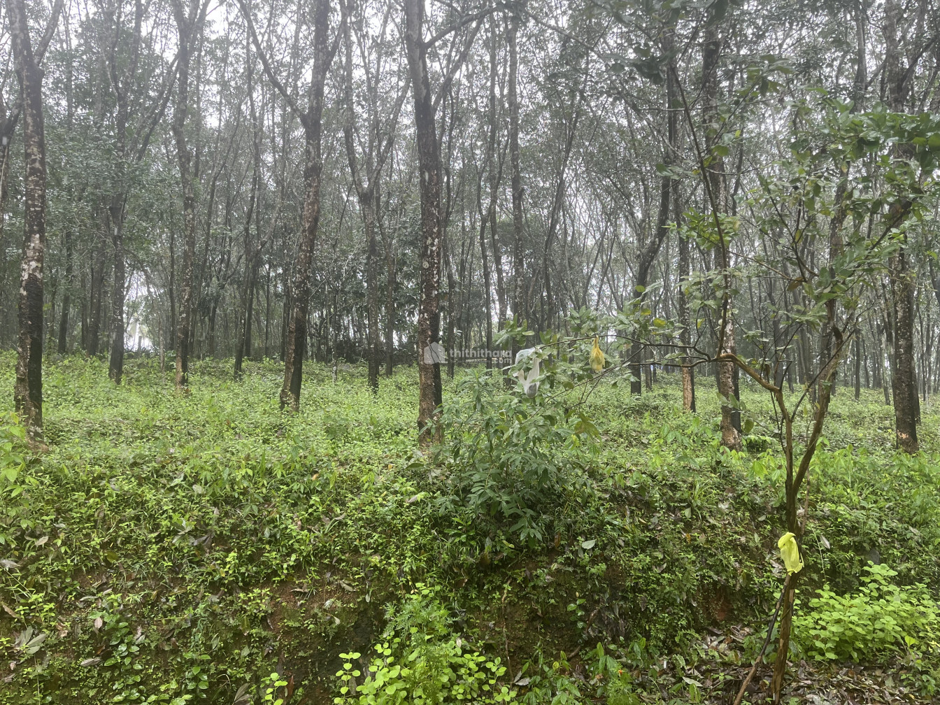 Agricultural Land available for Sale in Varkala Thiruvananthapuram 