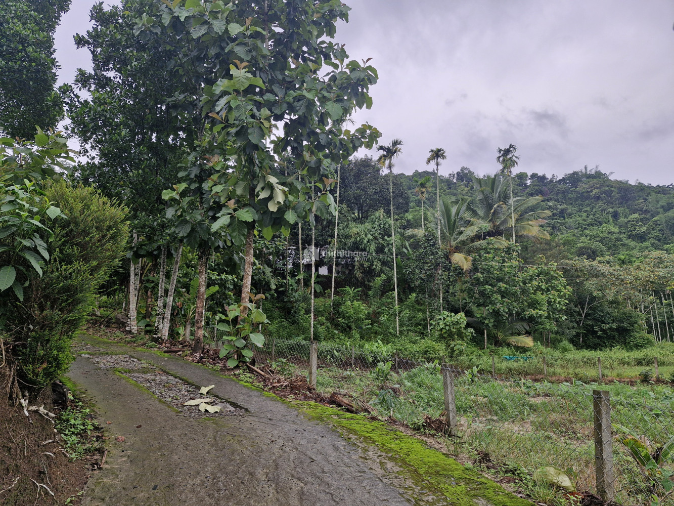 Residential Land For Sale In Kalpetta Wayanad
