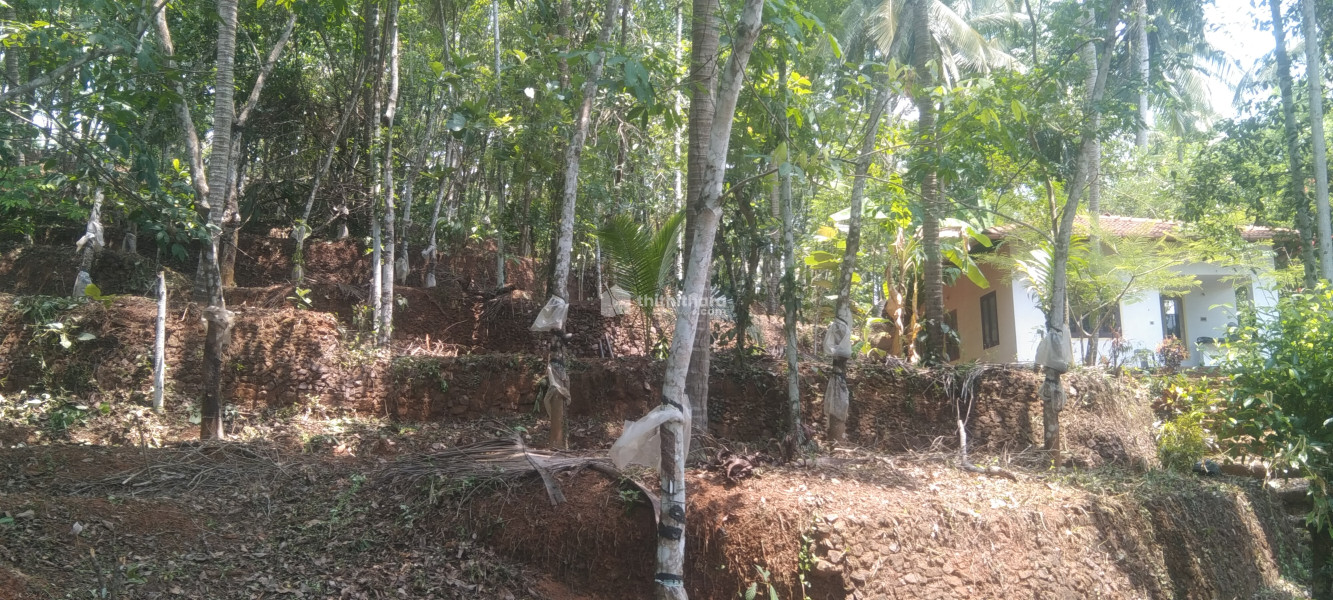 Agricultural and residential Land for Sale at Manassery, Mukkam