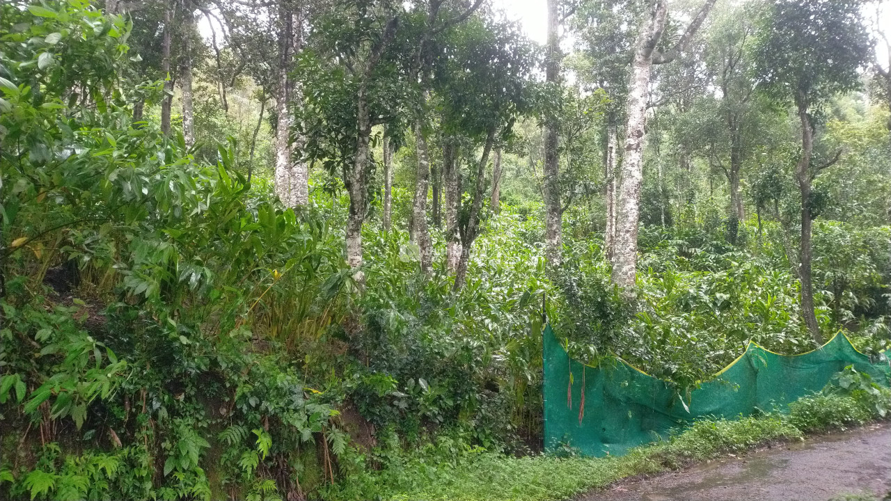 Residential Land available for Sale in Udumbanchola Idukki