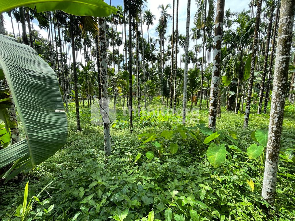 Residential Land for Sale in Kavanur