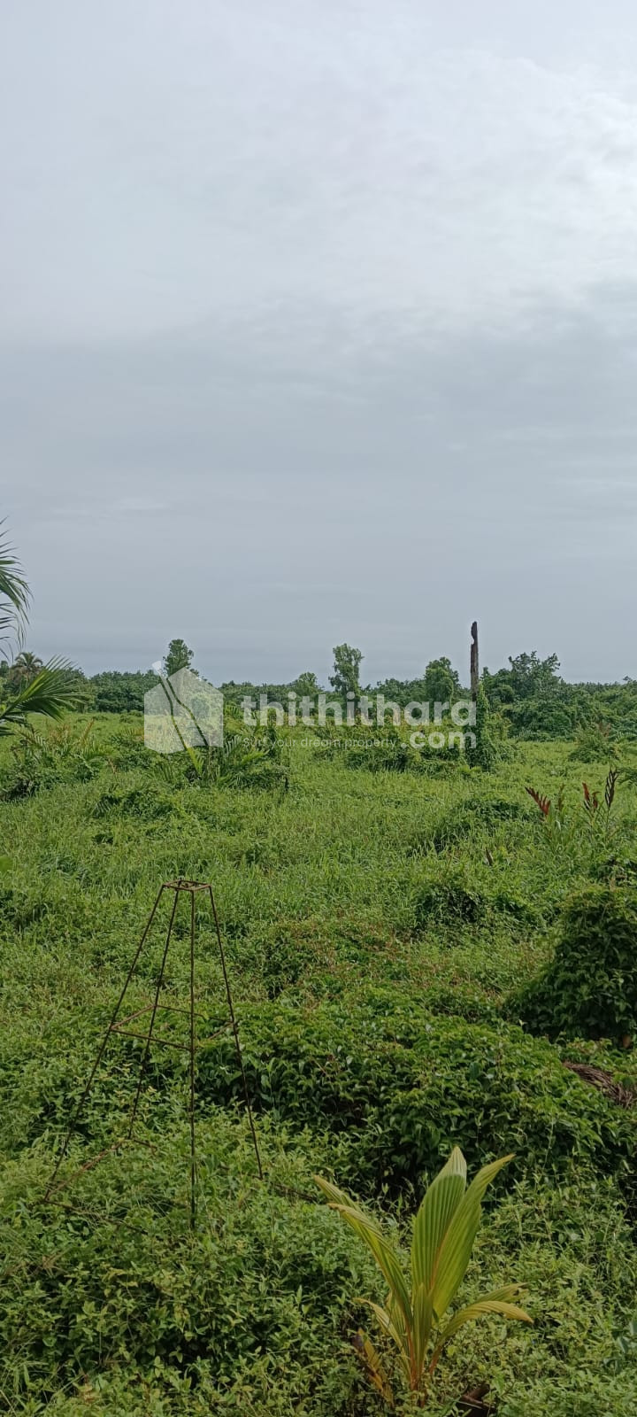 Commercial plot for sale at Kuttanad Alappuzha  