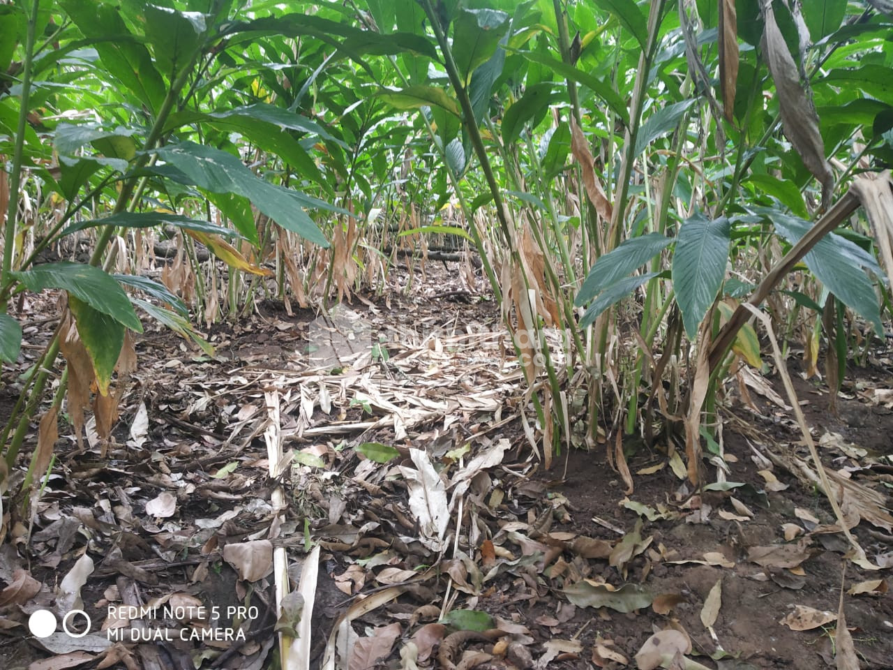 Residential Land available for Sale at Peerumade Idukki