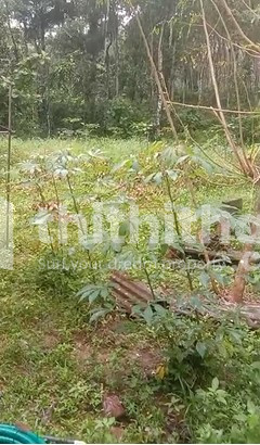 Residential Land available for Sale in Chottanikkara Ernakulam