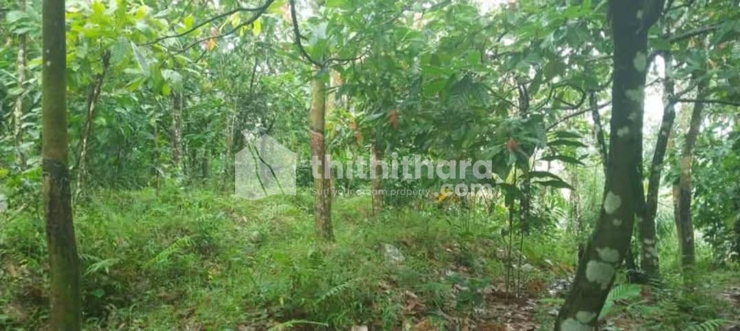 Residential Land available for Sale in Pazhayarikandom Idukki