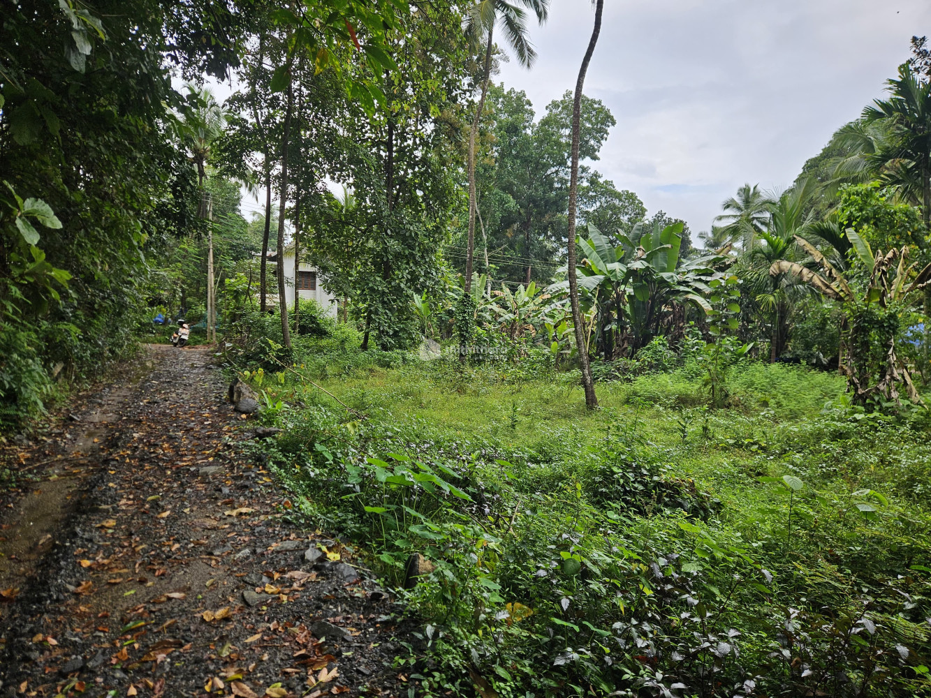 Residential Land available for Sale in Wandoor Malappuram