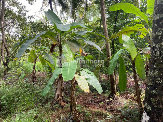 Commercial Plots Available for Rent in Kunnamkulam Thrissur