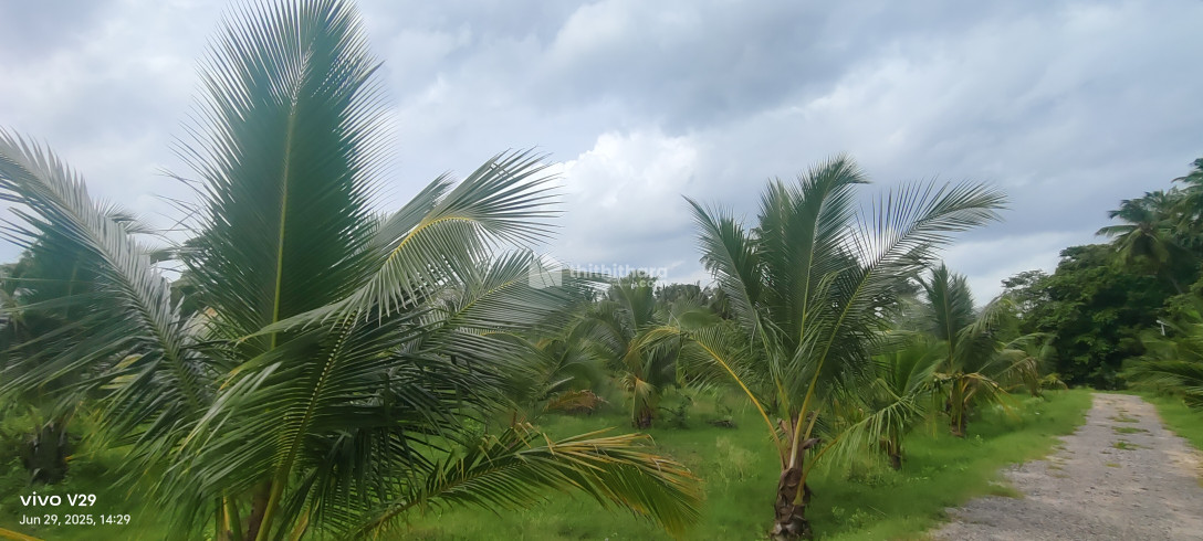 Agricultural Land Available for sale at Chittur Palakkad  