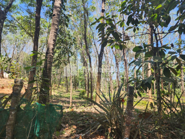 51 cent plot for sale