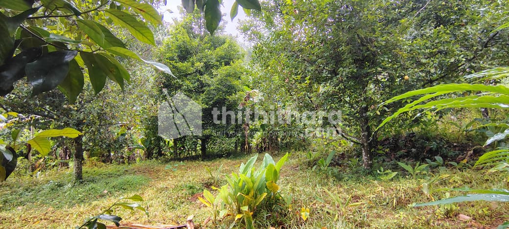 Residential Land available for Sale in Udumbanchola Idukki
