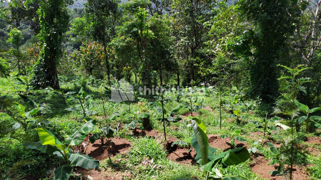 Residential Land available for Sale in Udumbanchola Idukki