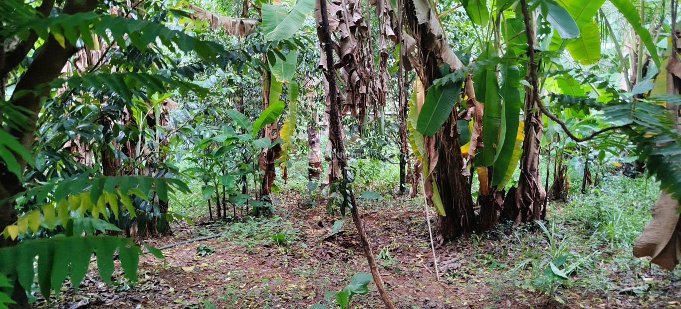 Residential Land Available for sale in Angamaly Ernakulam 