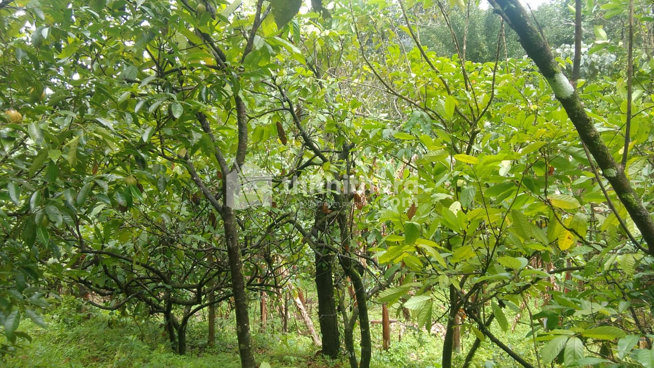 Commercial Plots available for Sale in Kanjikuzhi Idukki