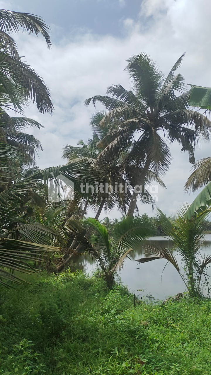 Agricultural land Available for sale in kuttanad Alappuzha