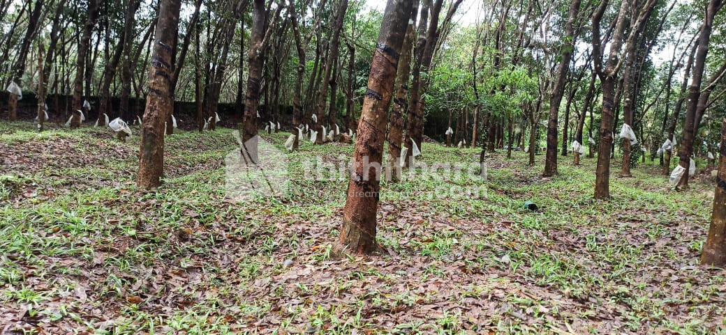 Residential Land available for Sale in Wandoor Malappuram