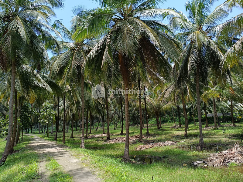 Commercial Plots For Sale In Kozhinjampara Palakkad 