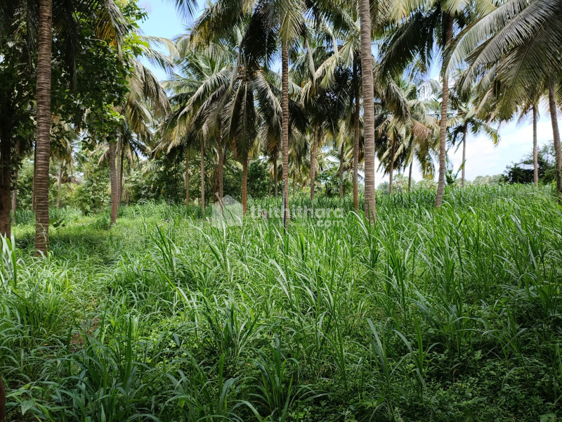 Agricultural Land For Sale at Chittur Palakkad