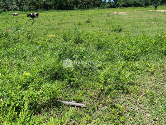 Agricultural Land For Sale In Chittur Palakkad 