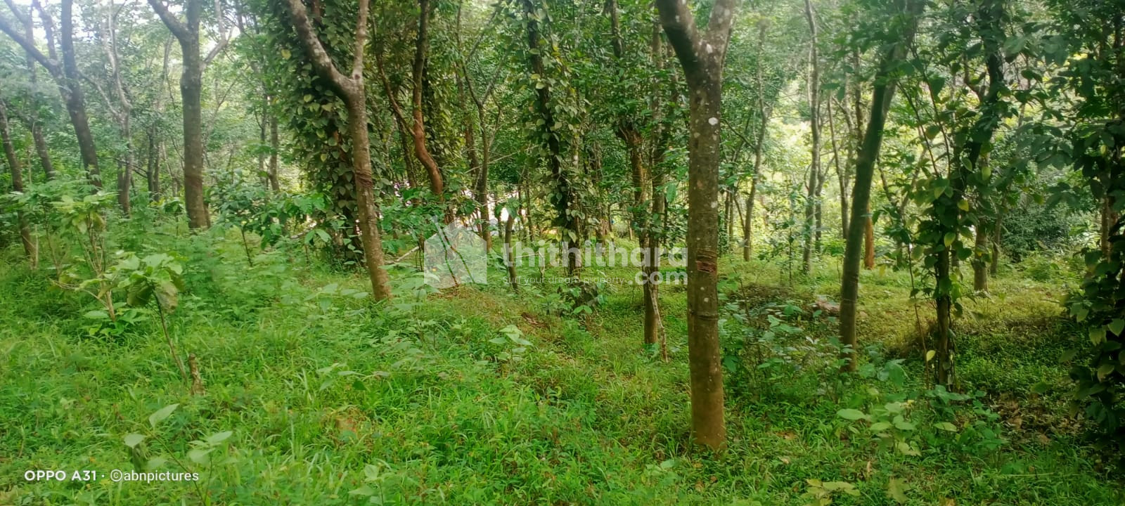 1.40 acre residential land for sale at Thrissilery wayanad