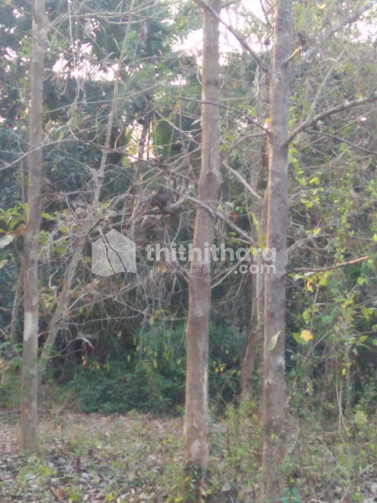 Residential Land available for Sale in Shornur Palakkad