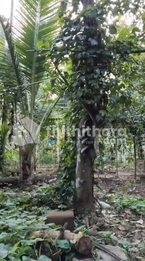 Residential Land Available for sale at Vaikom Kottayam 