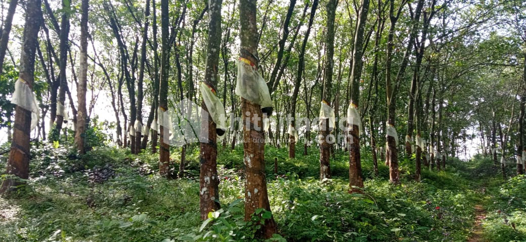 Residential Land available for Sale in Thodupuzha Idukki