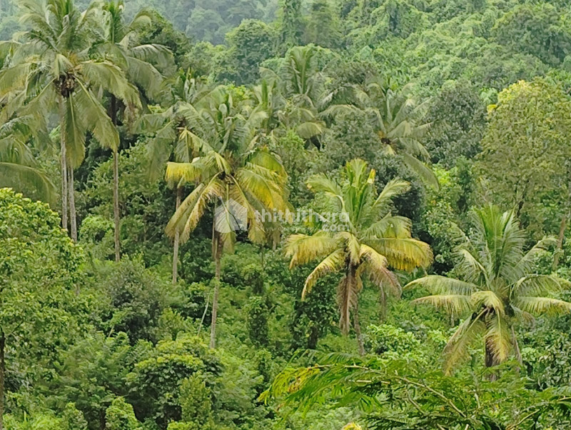 3.5 acres of land for sale in Kakkadampoyil